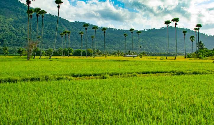 Palakkad: A Name Rooted in Forests and Heritage Palakkad: A Name Rooted in Forests and Heritage